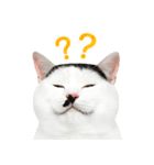 猫の顔写真❤️楽しく使える日常会話♪（個別スタンプ：16）