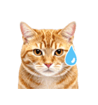 猫の顔写真❤️楽しく使える日常会話♪（個別スタンプ：18）
