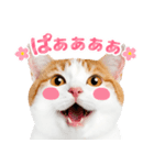 猫の顔写真❤️楽しく使える日常会話♪（個別スタンプ：28）