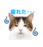 猫の顔写真❤️楽しく使える日常会話♪（個別スタンプ：30）