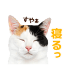 猫の顔写真❤️楽しく使える日常会話♪（個別スタンプ：31）