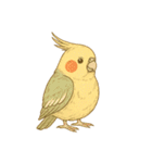 頑張れオカメインコ（個別スタンプ：24）