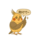 頑張れオカメインコ（個別スタンプ：36）