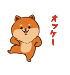 [オッケー専用]ポメラニアン1（個別スタンプ：11）