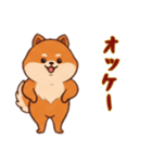 [オッケー専用]ポメラニアン2（個別スタンプ：11）