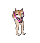 志保ちゃん4(無理矢理二足歩行猫)（個別スタンプ：37）