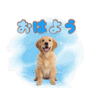 ゴールデン子犬の日常スタンプ（個別スタンプ：1）