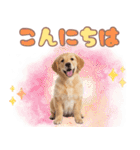 ゴールデン子犬の日常スタンプ（個別スタンプ：2）