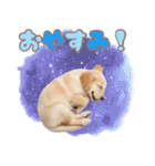 ゴールデン子犬の日常スタンプ（個別スタンプ：3）