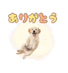 ゴールデン子犬の日常スタンプ（個別スタンプ：4）