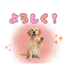ゴールデン子犬の日常スタンプ（個別スタンプ：5）