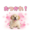 ゴールデン子犬の日常スタンプ（個別スタンプ：6）