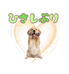 ゴールデン子犬の日常スタンプ（個別スタンプ：7）