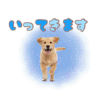 ゴールデン子犬の日常スタンプ（個別スタンプ：8）