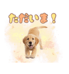 ゴールデン子犬の日常スタンプ（個別スタンプ：9）