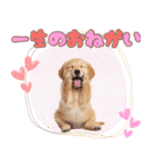 ゴールデン子犬の日常スタンプ（個別スタンプ：10）