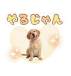 ゴールデン子犬の日常スタンプ（個別スタンプ：11）