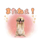 ゴールデン子犬の日常スタンプ（個別スタンプ：12）