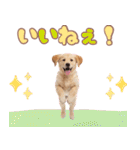 ゴールデン子犬の日常スタンプ（個別スタンプ：13）