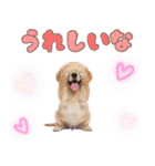 ゴールデン子犬の日常スタンプ（個別スタンプ：14）