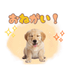 ゴールデン子犬の日常スタンプ（個別スタンプ：15）