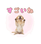 ゴールデン子犬の日常スタンプ（個別スタンプ：16）