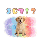 ゴールデン子犬の日常スタンプ（個別スタンプ：17）