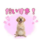 ゴールデン子犬の日常スタンプ（個別スタンプ：18）
