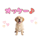 ゴールデン子犬の日常スタンプ（個別スタンプ：19）