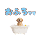 ゴールデン子犬の日常スタンプ（個別スタンプ：20）