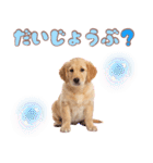 ゴールデン子犬の日常スタンプ（個別スタンプ：21）