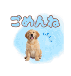 ゴールデン子犬の日常スタンプ（個別スタンプ：22）