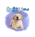 ゴールデン子犬の日常スタンプ（個別スタンプ：23）