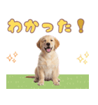 ゴールデン子犬の日常スタンプ（個別スタンプ：24）