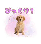 ゴールデン子犬の日常スタンプ（個別スタンプ：25）