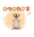 ゴールデン子犬の日常スタンプ（個別スタンプ：26）