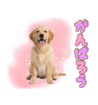 ゴールデン子犬の日常スタンプ（個別スタンプ：27）