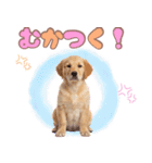 ゴールデン子犬の日常スタンプ（個別スタンプ：28）