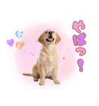 ゴールデン子犬の日常スタンプ（個別スタンプ：29）