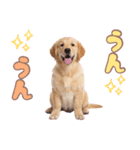 ゴールデン子犬の日常スタンプ（個別スタンプ：30）