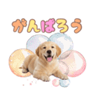 ゴールデン子犬の日常スタンプ（個別スタンプ：31）