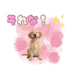 ゴールデン子犬の日常スタンプ（個別スタンプ：32）