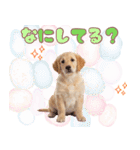 ゴールデン子犬の日常スタンプ（個別スタンプ：33）
