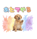 ゴールデン子犬の日常スタンプ（個別スタンプ：34）