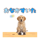 ゴールデン子犬の日常スタンプ（個別スタンプ：35）