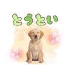 ゴールデン子犬の日常スタンプ（個別スタンプ：37）