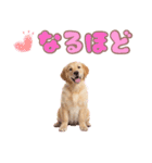 ゴールデン子犬の日常スタンプ（個別スタンプ：38）