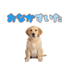ゴールデン子犬の日常スタンプ（個別スタンプ：39）