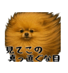 風に立ち向かうポメ(毎日使える便利な返信)（個別スタンプ：2）