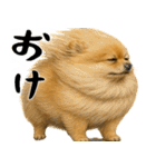 風に立ち向かうポメ(毎日使える便利な返信)（個別スタンプ：5）